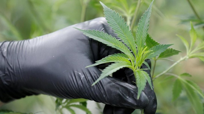 Pemerintah Kanada Legalkan Penjualan Ganja secara Nasional