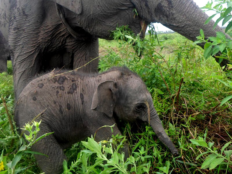 11 Ekor Gajah Liar Masuk Perkebunan Warga di Tapung