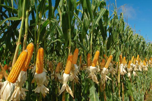 Harga Jagung Akhir Tahun Diprediksi Mencapai Rp6.000 per Kilogram