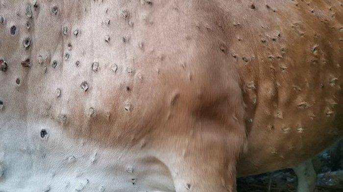 Sapi Terpapar LSD di Riau Dinyatakan Sembuh
