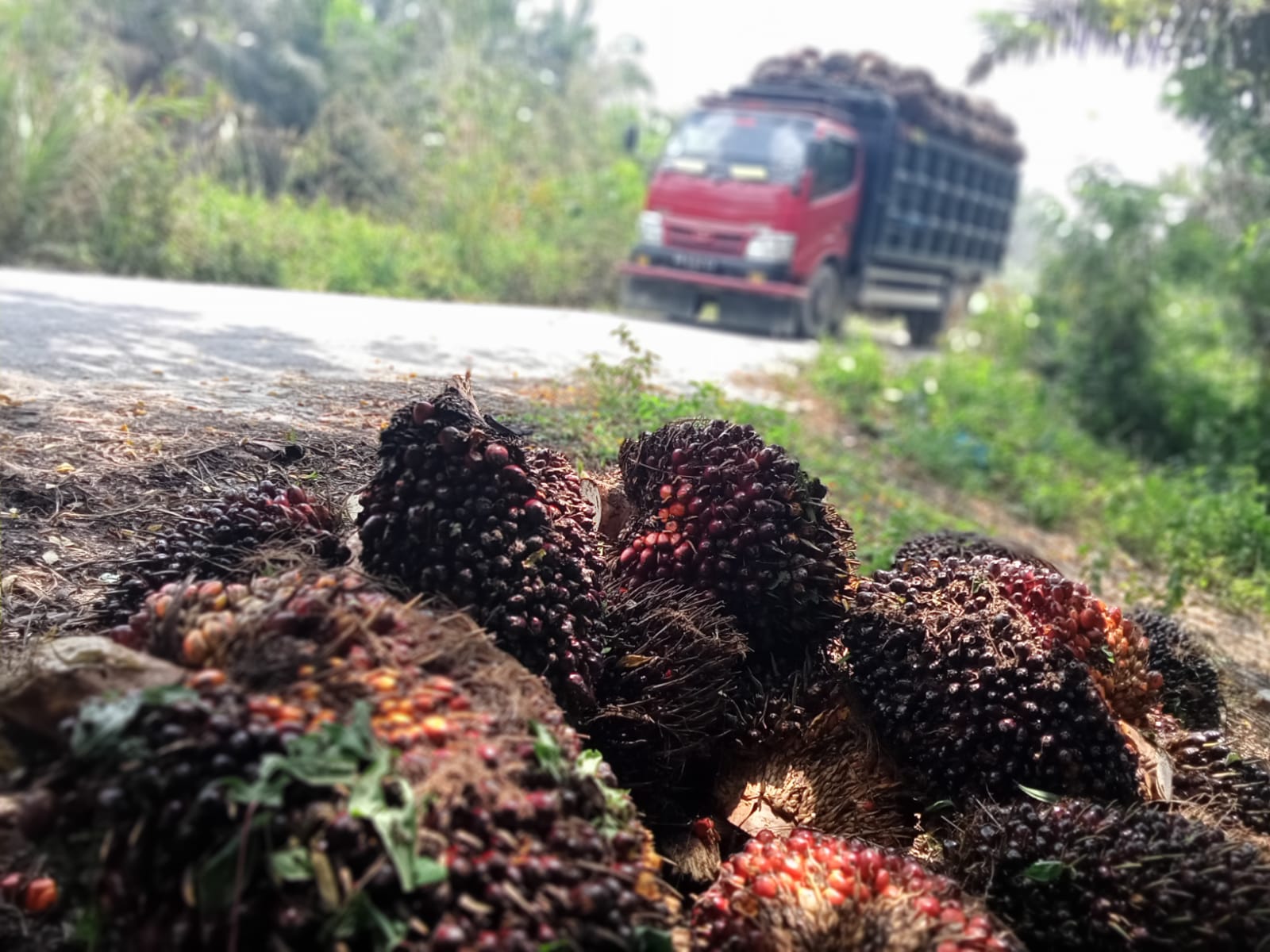 Naik Tipis, Harga Kelapa Sawit Riau Jadi Rp Rp: 3.805,03 Per Kilogram