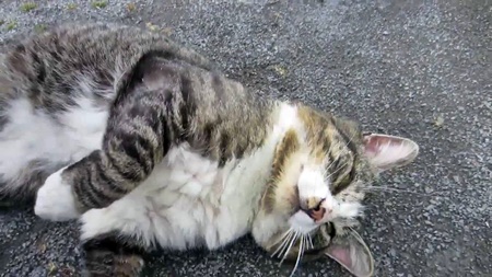 Pemburu Kucing di Batam Ditangkap, Ngaku Untuk Dimasak di Rumah
