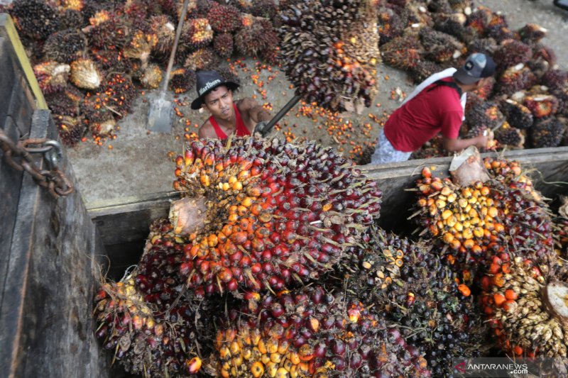 Pekan Ini Harga Sawit Riau Tembus Rp2.600 per Kg 