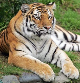 Warga Inhil Diminta Waspada dengan Harimau Liar Sumatera