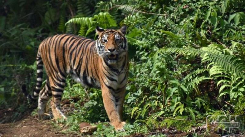 Seorang Warga di Inhil Tewas Diserang Harimau