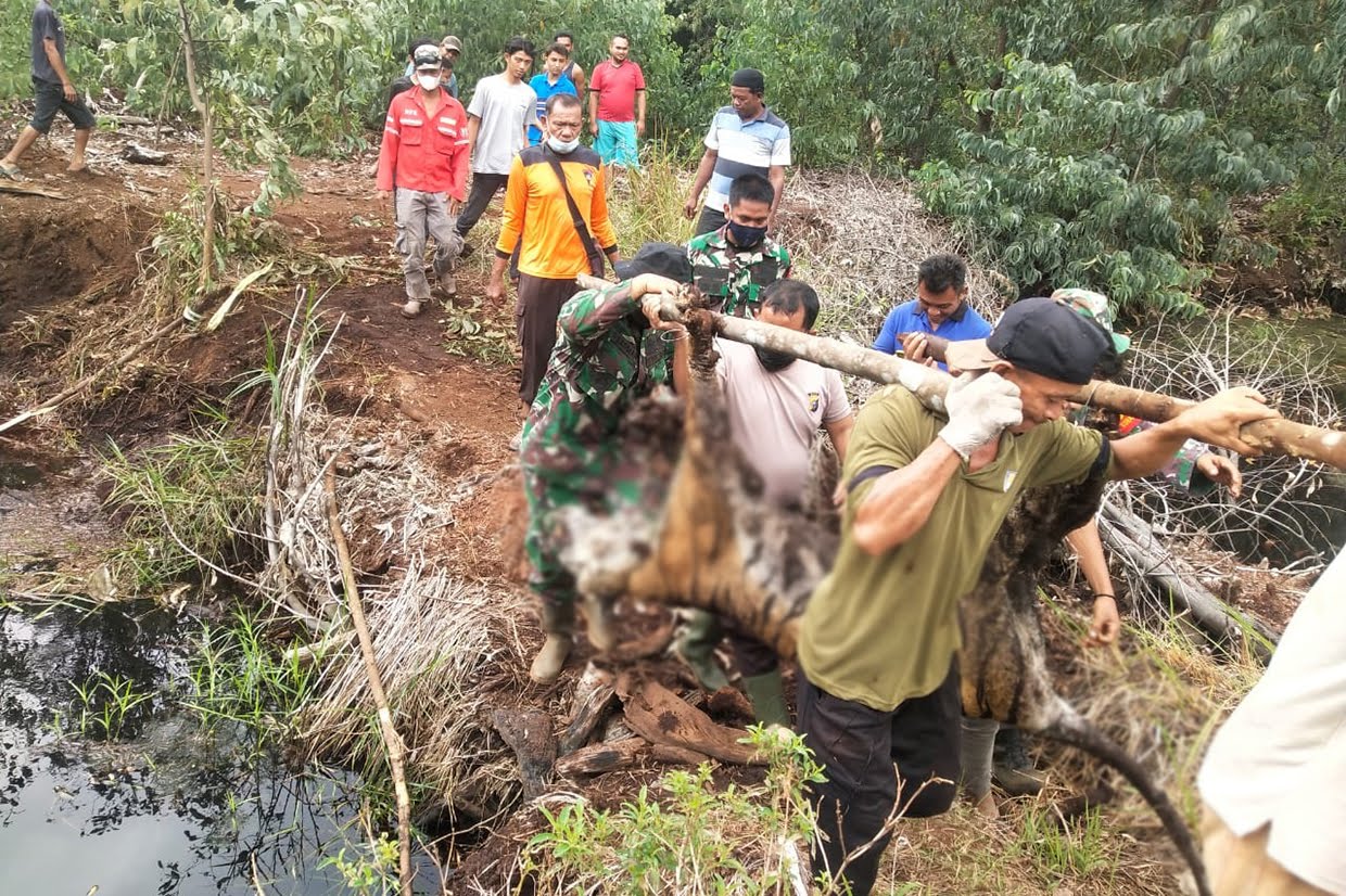 Harimau Sumatera Ditemukan Mati Terjerat di Tanjung Leban Bengkalis
