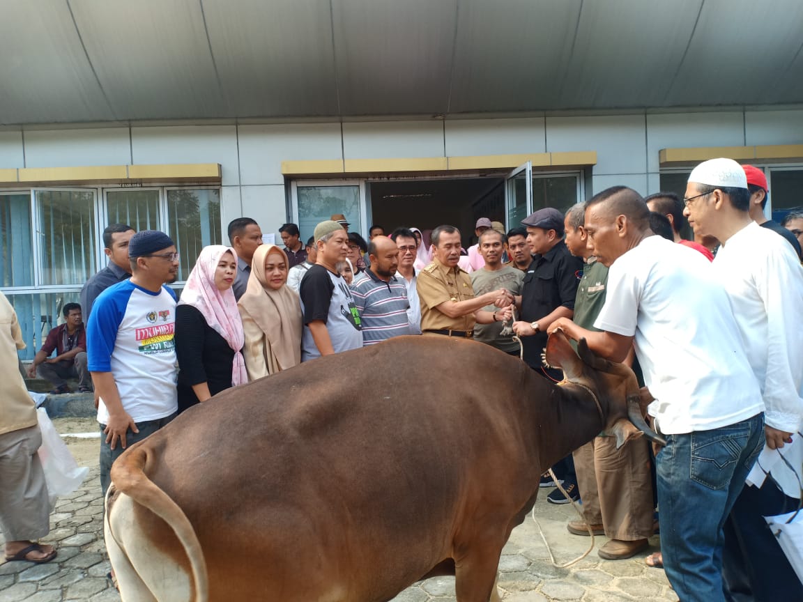 Sapi Kurban Gubernur Riau Syamsuar Diterima Ketua PWI Riau Zulmansyah Sekedang
