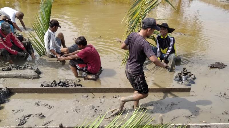 Kurangi Abrasi, Masyarakat Pambang Pesisir Bibitkan Mangrove