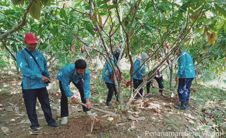Dinas Pertanian dan Perternakan Terapkan Pola Tumpang Sari Tanaman Kakao