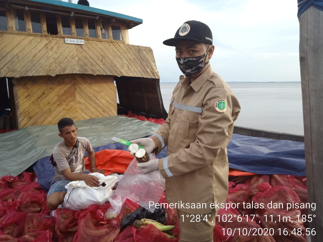 Talas dan Pisang Bisa Jadi Ekspor Unggulan Bengkalis