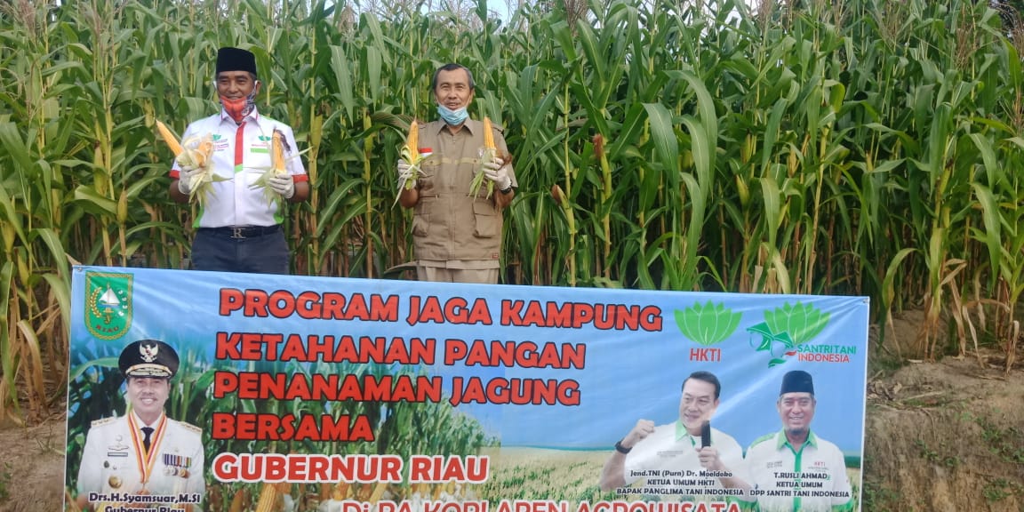 Panen Jagung di Palas, Gubri: Riau Kini Menuju Swasembada Pangan
