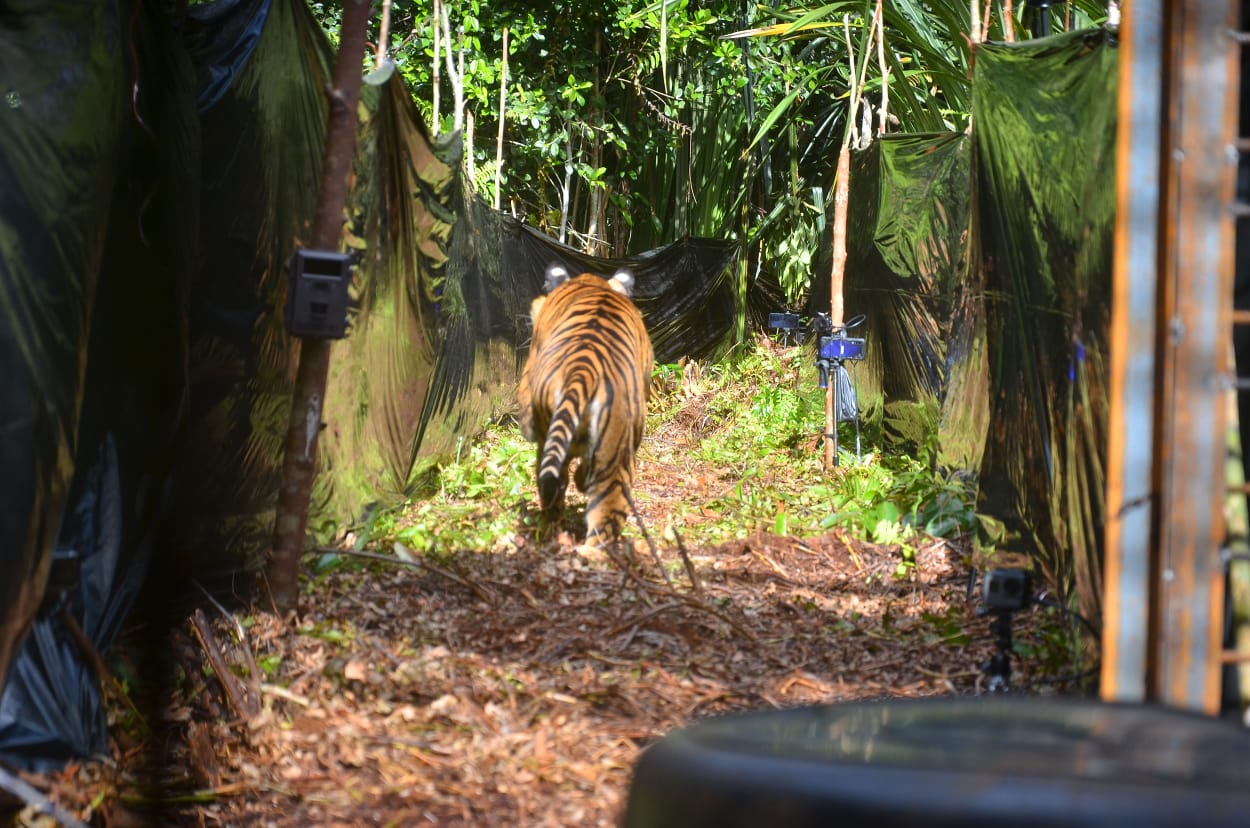 Masih Berkeliaran, Harimau Memangsa Ternak Warga Teluk Lanus