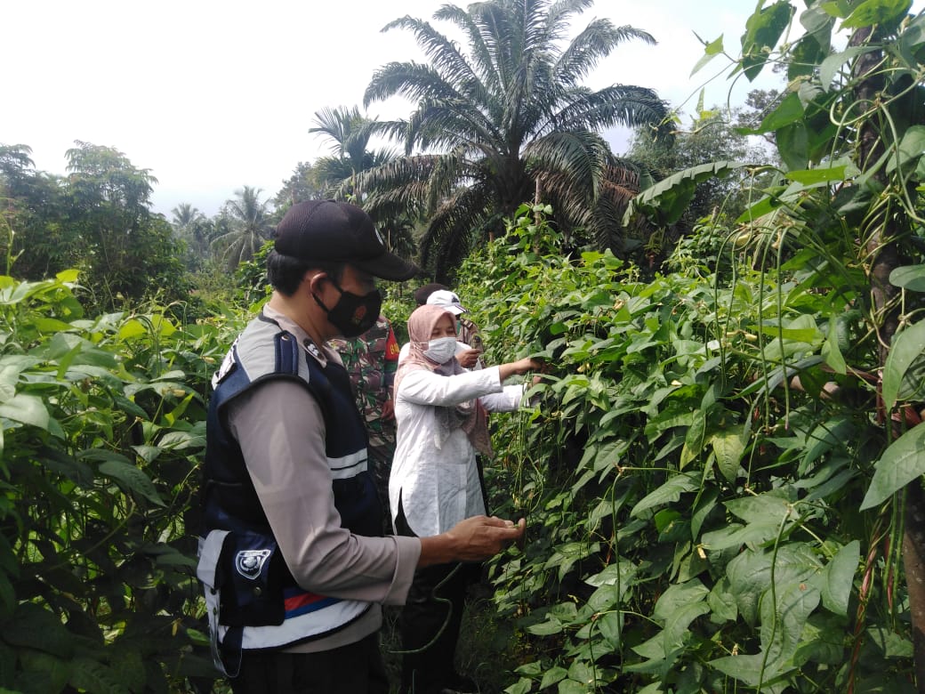 Kapolsek Kuantan Mudik Bersama Upika Kecamatan Panen Sayur milik KT Gemurai
