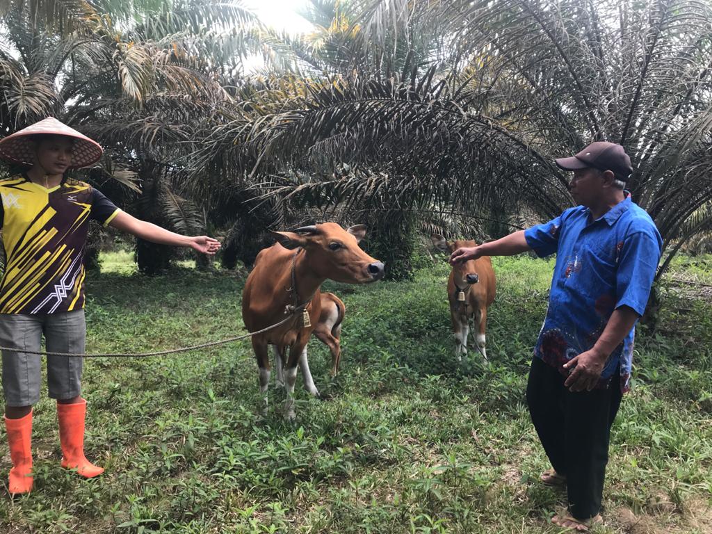 Petani Mulai Rasakan Manfaat Pembinaan Program DMPA PT Arara Abadi