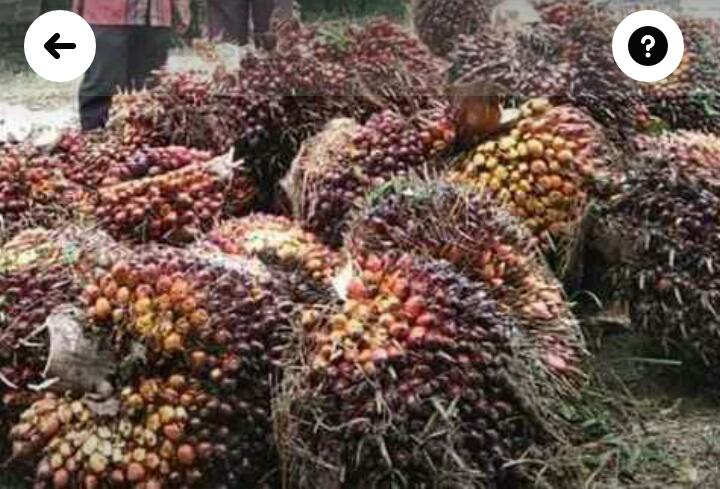 Industri Sawit Tetap Bertahan Ditengah Pandemi, ini Buktinya