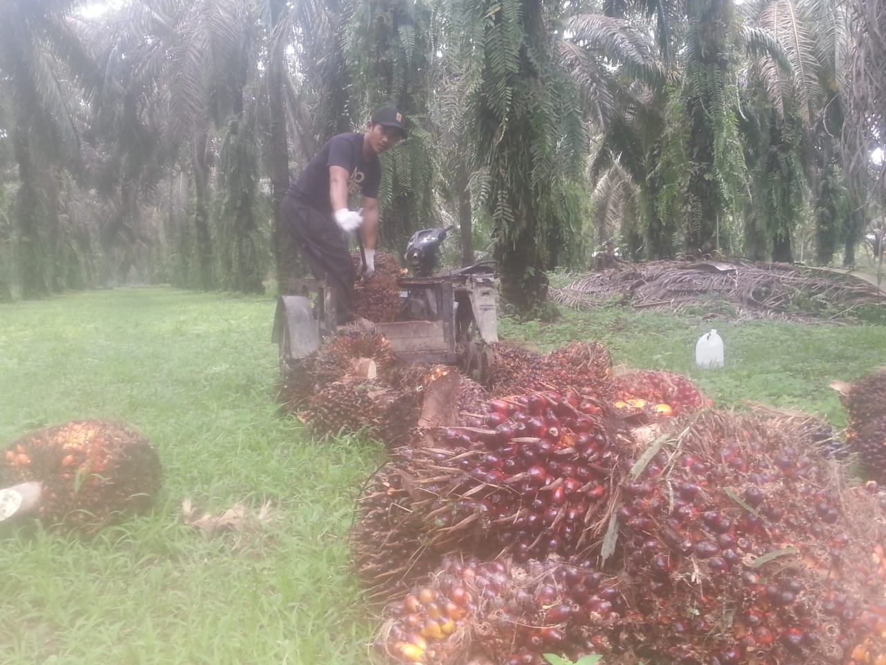 Naik Lagi, Sepekan ke Depan Harga Sawit Riau Rp Rp 3.392,29 per Kg