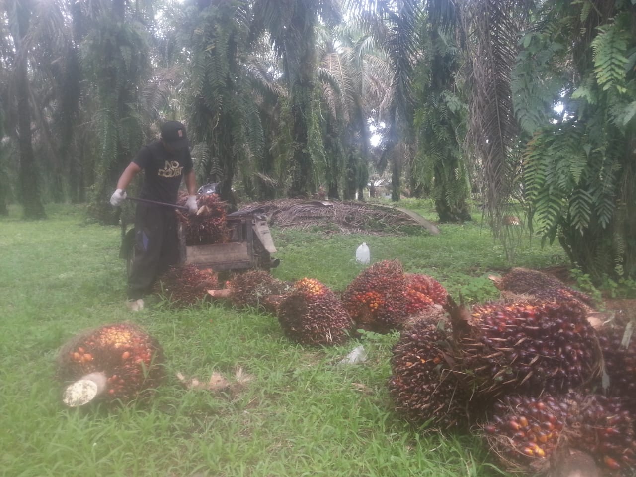 Harga Sawit Riau Kembali Turun, Sepekan Ke depan  Rp 2.787,44 Per Kg