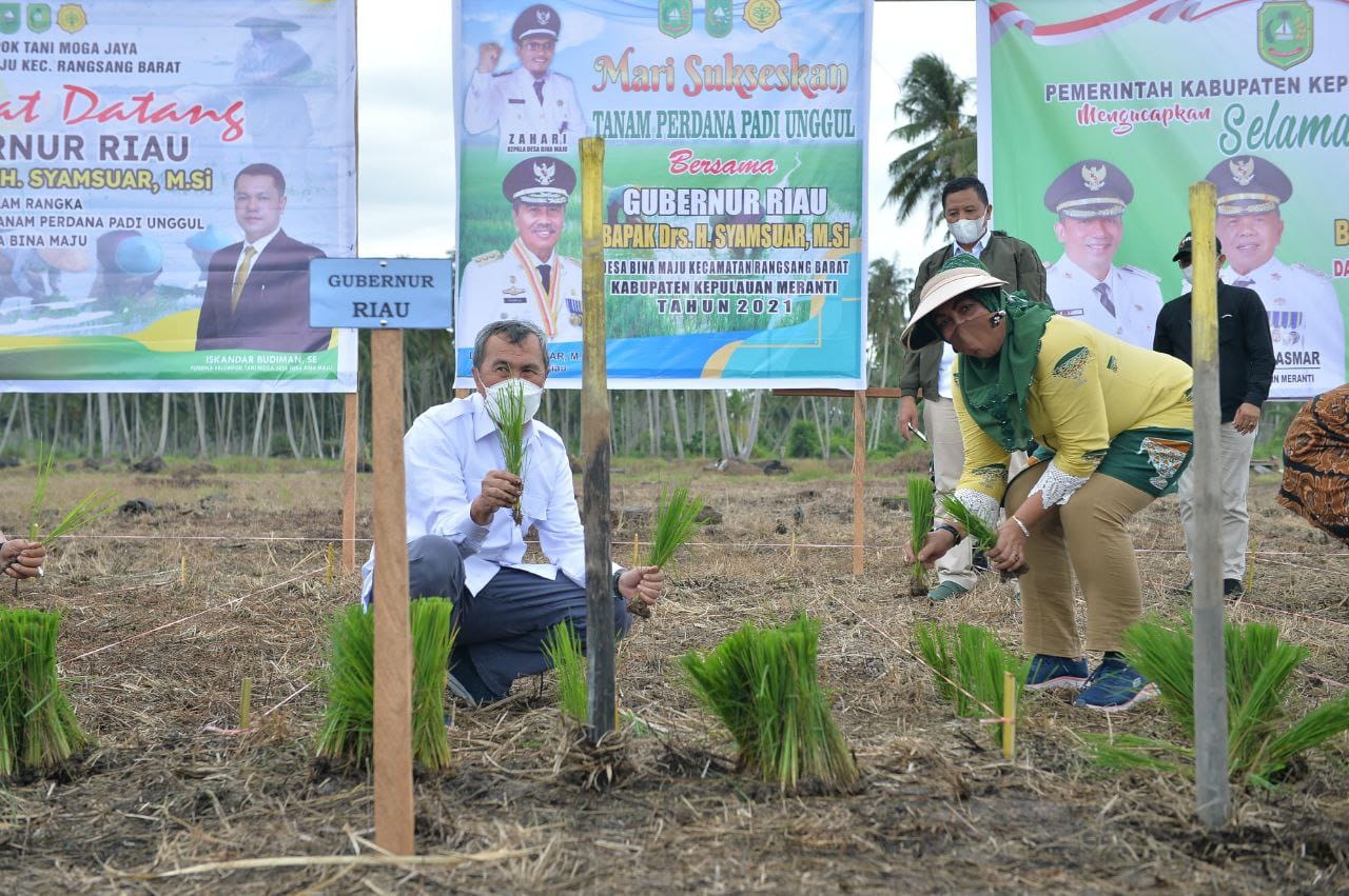 Ke Meranti, Gubri Syamsuar Tanam Perdana Padi Bibit Unggul