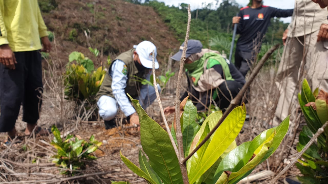 Bersama Mapala dan Warga, PTPN V Tanam Pohon di Hutan Lindung Bukit Suligi
