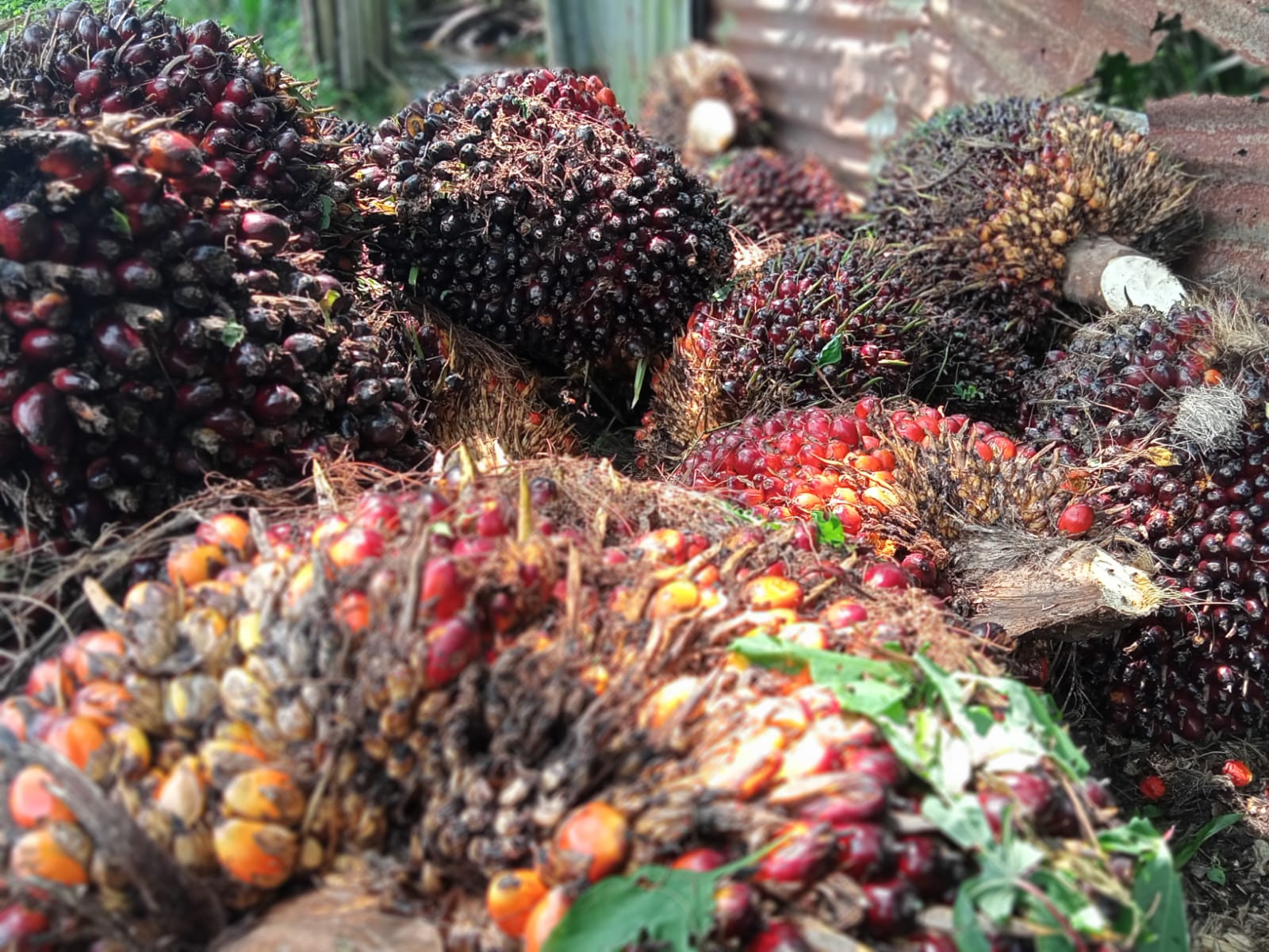 Surati PKS, Gubri Instruksikan Pabrik Terapkan Harga Sesuai Ketetapan Disbun Riau