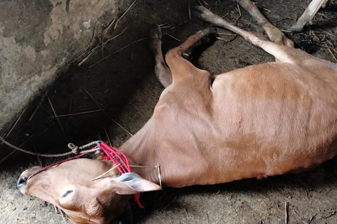 Ditahan Karantina Bangkalan, Sapi Bantuan untuk Masyarakat Riau Mati  5 Ekor