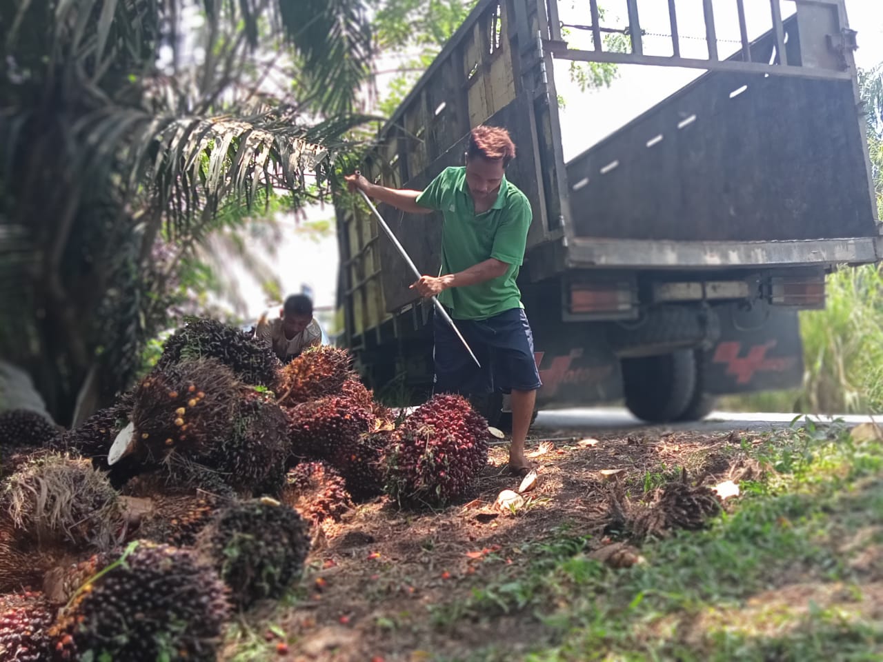 Besok, Petani Sawit se-Indonesia Akan Melakukan Unjuk Rasa