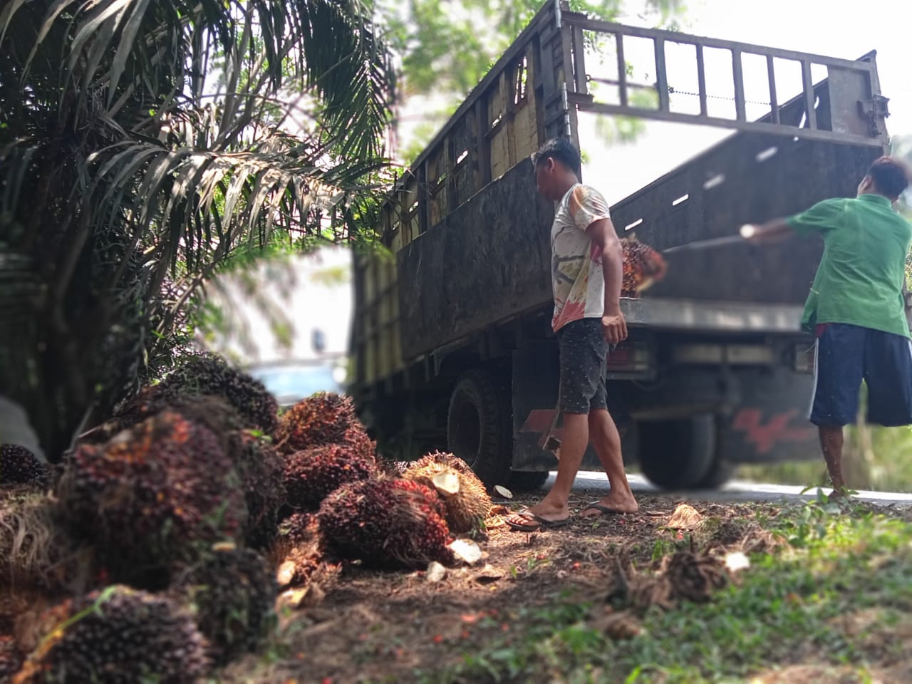 Terjun Bebas, Harga Sawit Riau Turun Sebesar Rp972,29 Per Kilogram