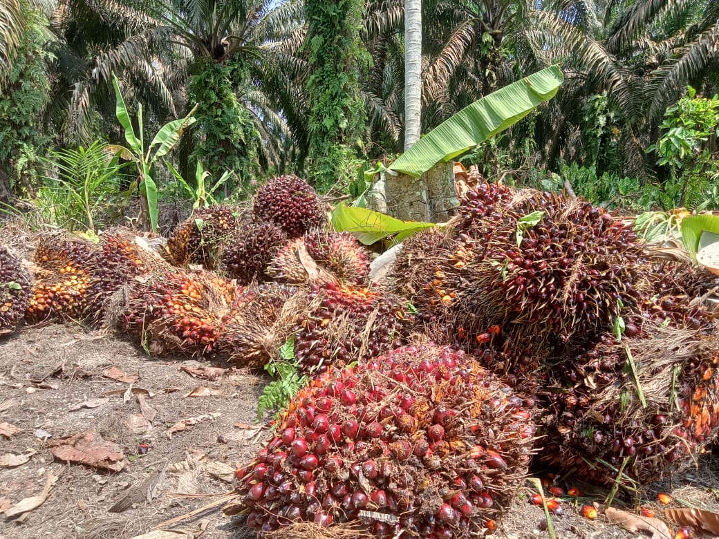 Anjlok, Harga Sawit Riau Rp2.693,45 Per Kilogram 