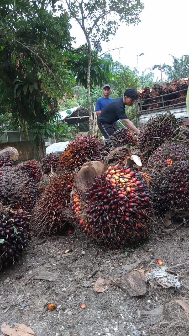 Petani Menangis! Harga Sawit Riau Turun Hingga Rp299,71 Per Kg
