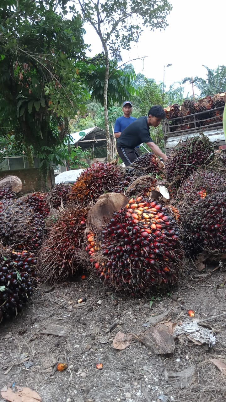 Disbun Tetapkan Harga Rp 2.426 Per Kg, Petani: Sawit Kami Hanya Dihargai Rp1.020