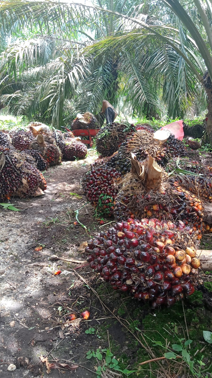 Terjun Bebas! Harga Kelapa Sawit Versi Disbun Riau Rp1.865 Per Kg