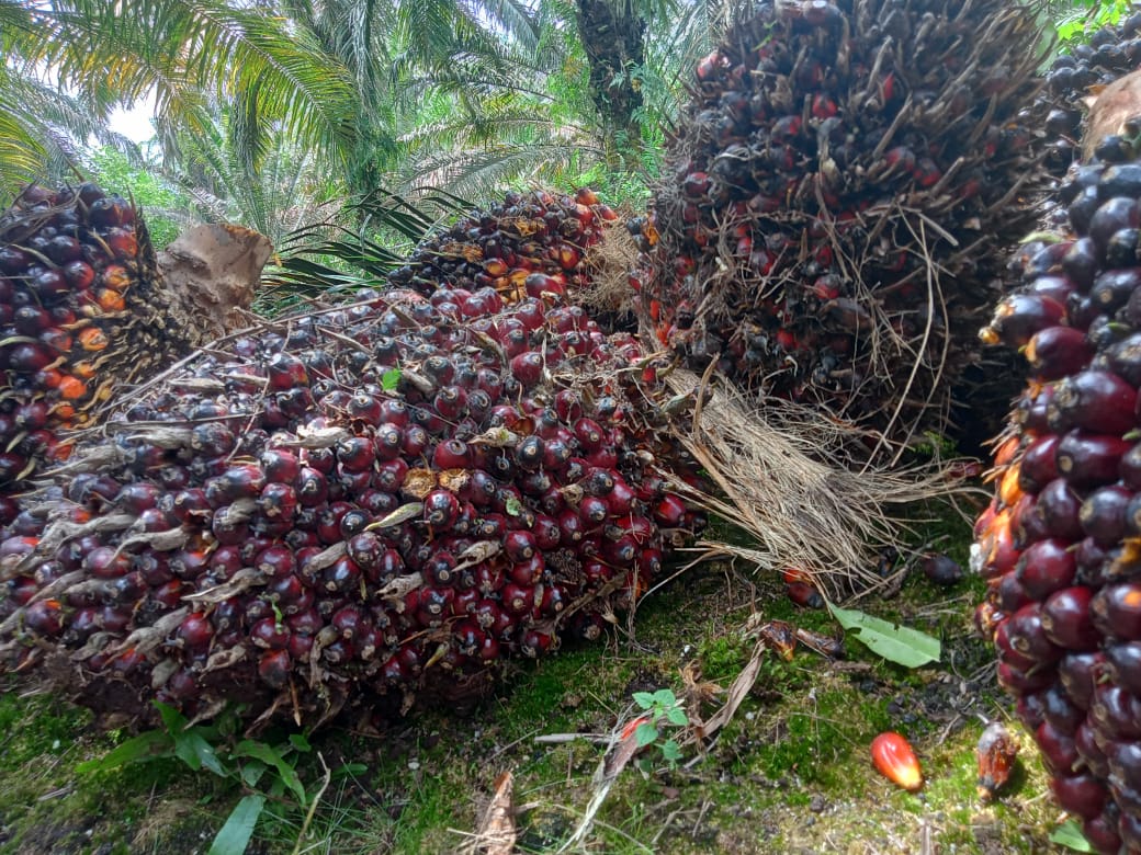 Gubri Terbitkan SE, Bupati/Walikota Diminta Bentuk Gugus Tugas Kawal Harga TBS Sawit