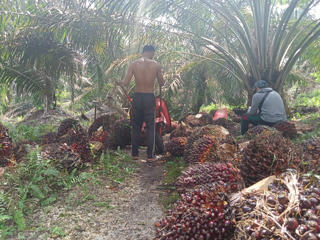 Selamatkan Petani Sawit, Gubri Dorong Pemkab Bentuk Kelembagaan