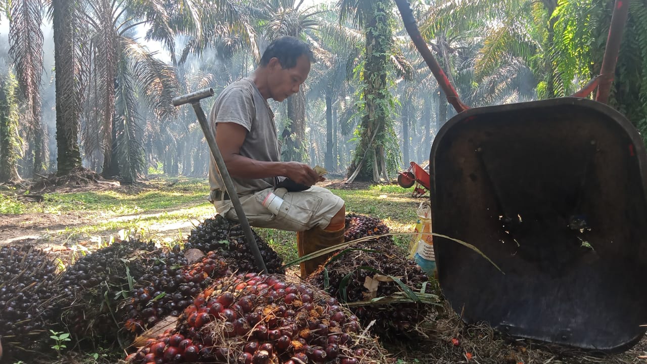 Gubernur Riau Terus Perjuangkan Harga TBS SawitÂ 