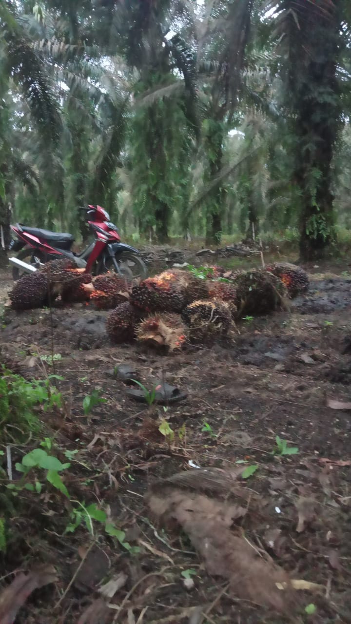 Mulai Naik, Harga TBS Sawit di Riau Nyaris Rp2.000 Per Kg