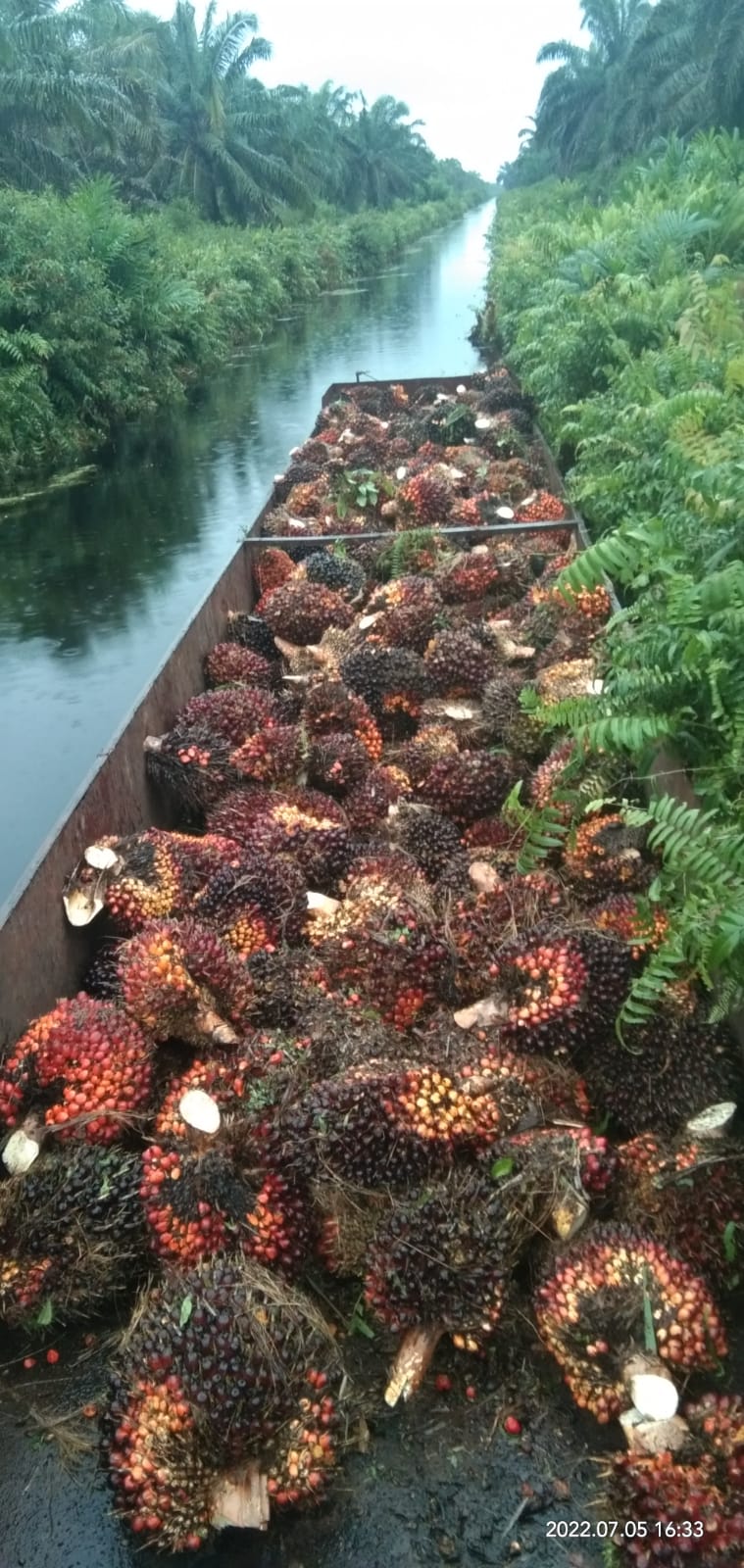 Alhamdulillah, Kini Harga Sawit di Riau Capai Rp2.134 Per Kg