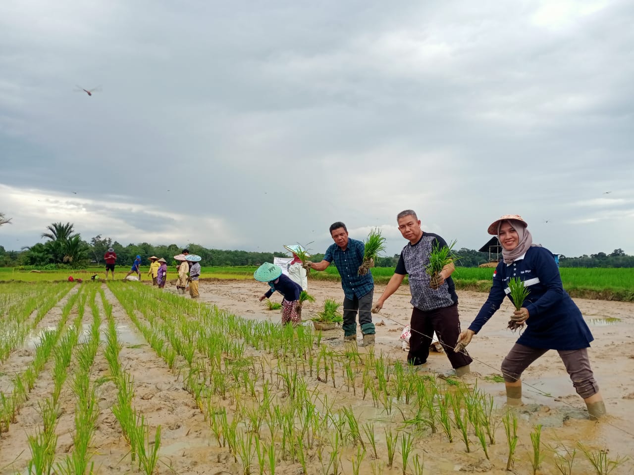 Petani Desa Terebau Panjang Tanam Perdana Benih Padi Varietas IP 200 Benih Pokok