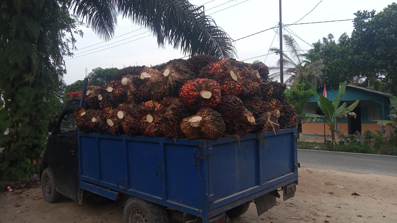 Kabar Baik, Harga Kelapa Sawit di Riau Naik Lagi