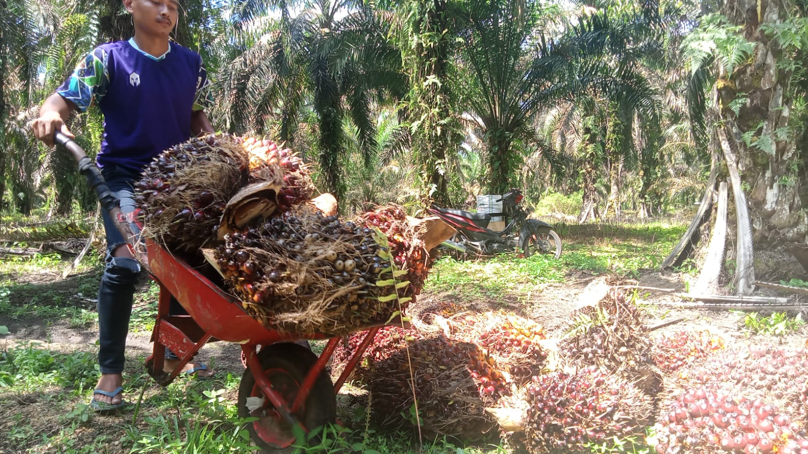 Naik Lagi, Harga TBS Kelapa Sawit di Riau Rp 2.532 per Kg