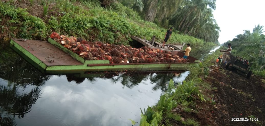 Awal tahun 2023 Harga Kelapa Sawit di Riau Turun Lagi