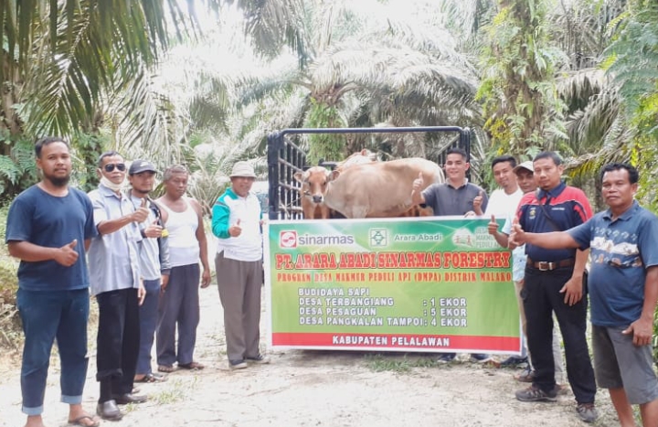 Program DMPA, PT Arara Abadi Serahkan Sapi di 3 Desa Kabupaten Pelalawan