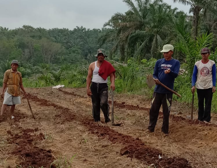 Tingkatkan Ekonomi Masyarakat, Pemdes Suka Raja Tanam Cabai Dilahan Seluas Satu Hektar 