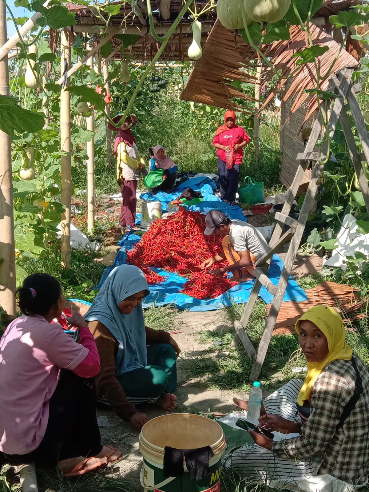 Pemdes Kuantan Sako Gunakan Dana Desa untuk Wujudkan Ketahanan Pangan 