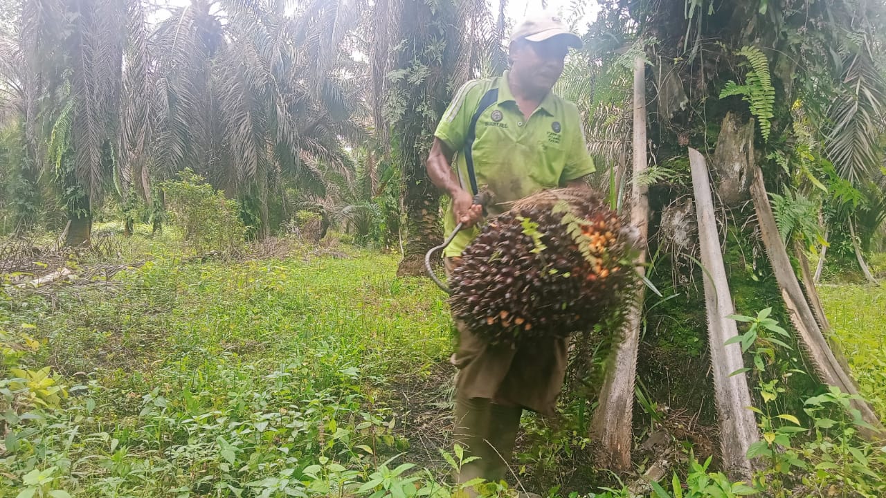 Harga Kelapa Sawit di Riau Turun, Ini Penyebabnya 