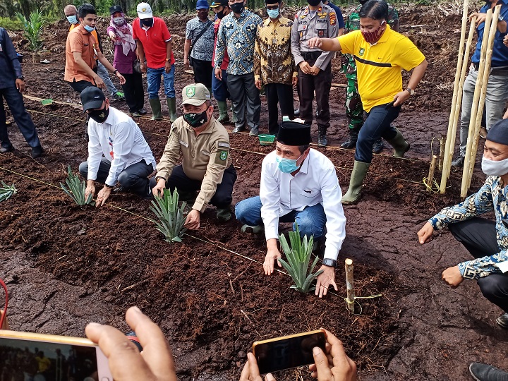 Tanam Perdana Program Peremajaan Sawit Rakyat, Gubri : Bengkalis Ketinggalan