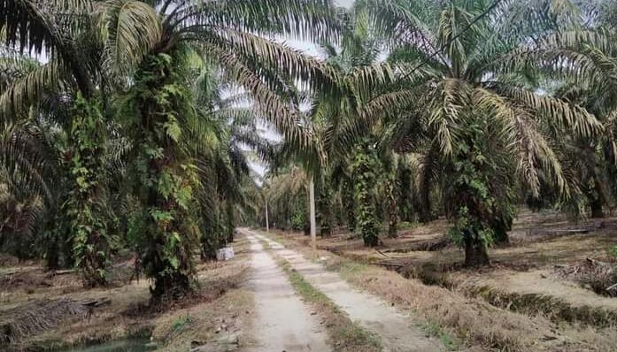Luas Lahan Capai 4,172 Juta Hektar, Riau Sumbang Ekspor 20 Persen di Indonesia