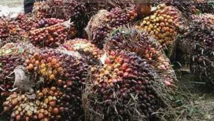 Mantap, Pekan ini Harga Sawit Riau Naik Hingga 4,50 Persen