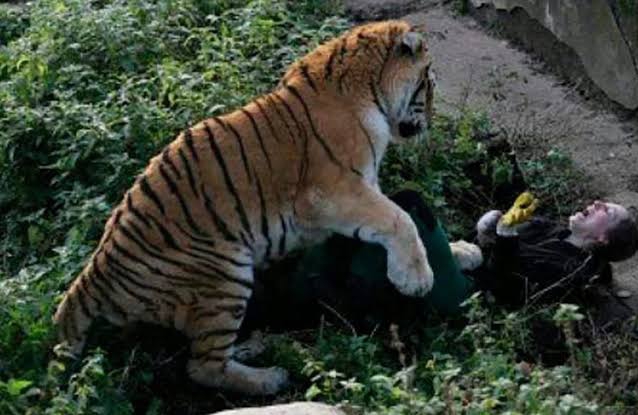 Tragis! Remaja di Siak Diterkam Harimau Kepala dan Badan Putus