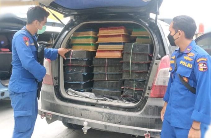 Polisi Gagalkan Penyelundupan 1200 Burung Kacer ke Lampung