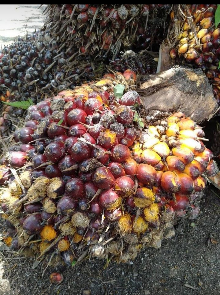 Tertinggi Dalam Sejarah, Harga Sawit Riau Tembus Rp 2.814,8 Per Kg